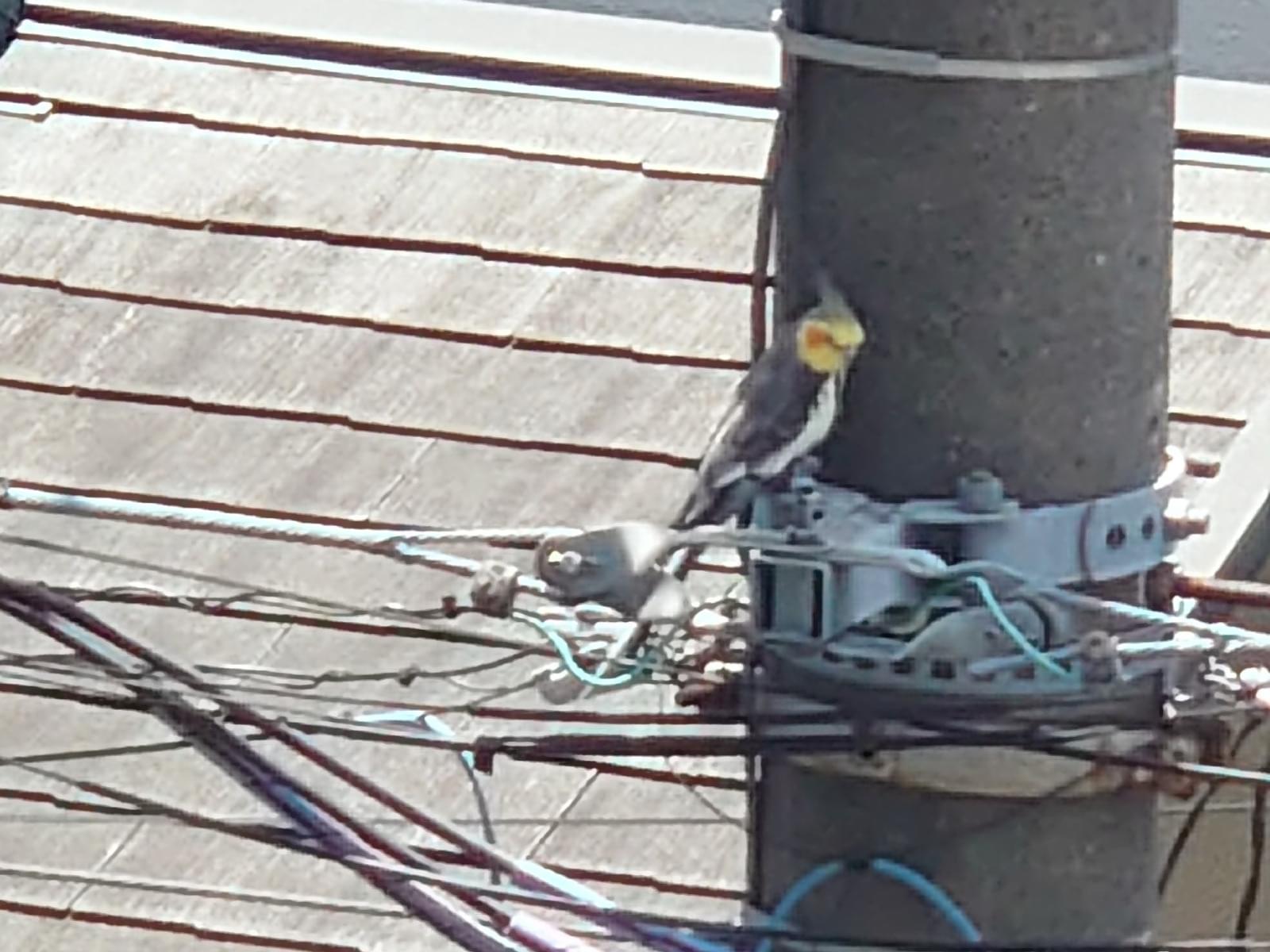目撃された鳥 目撃された鳥