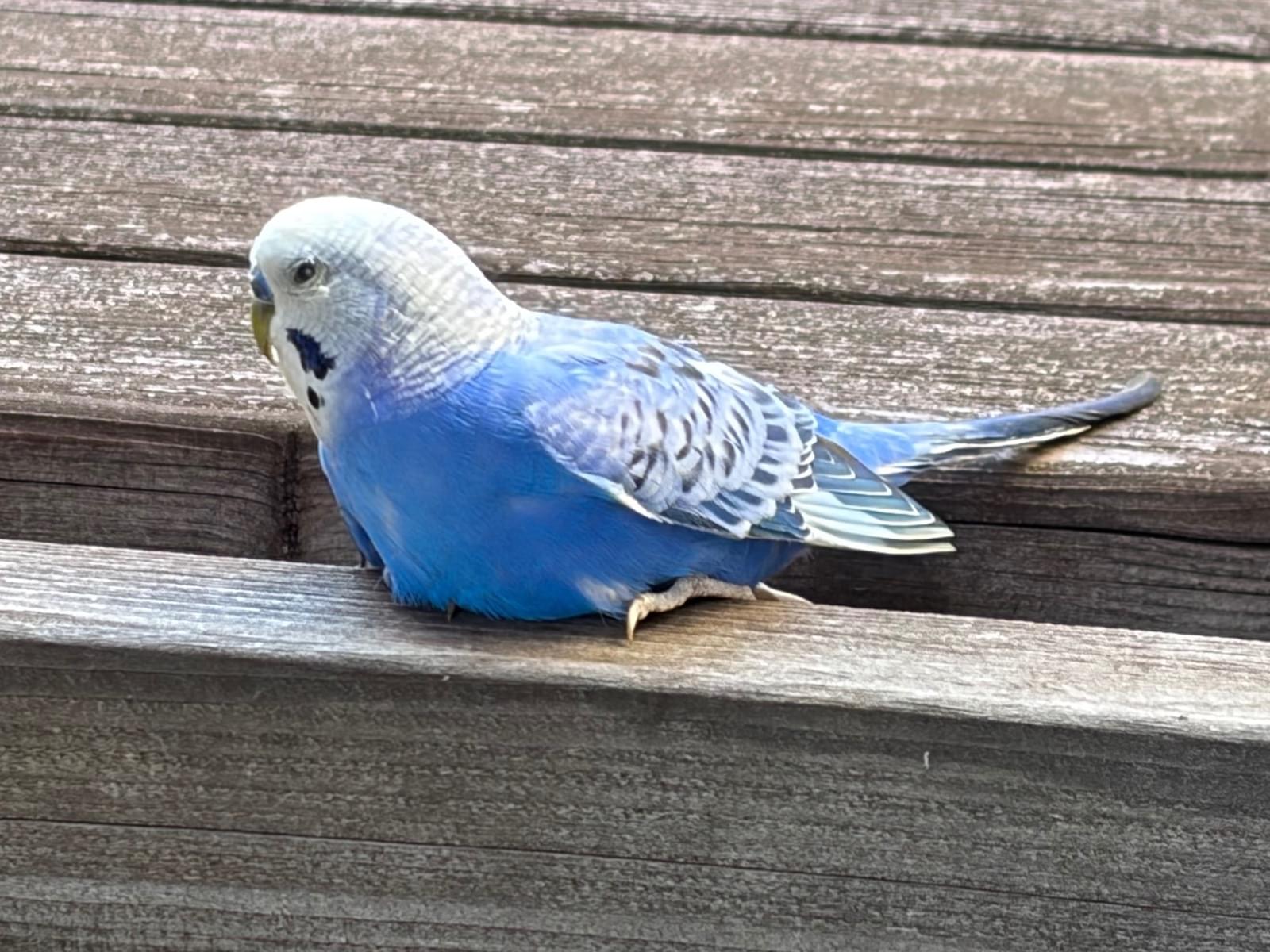 目撃された鳥 目撃された鳥