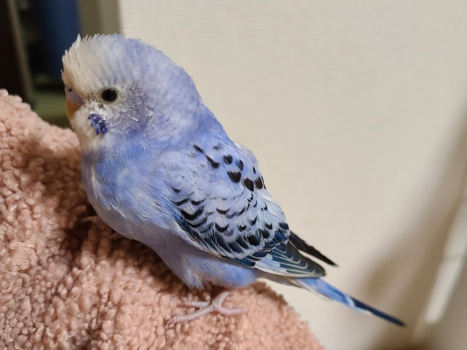 保護された鳥 保護された鳥