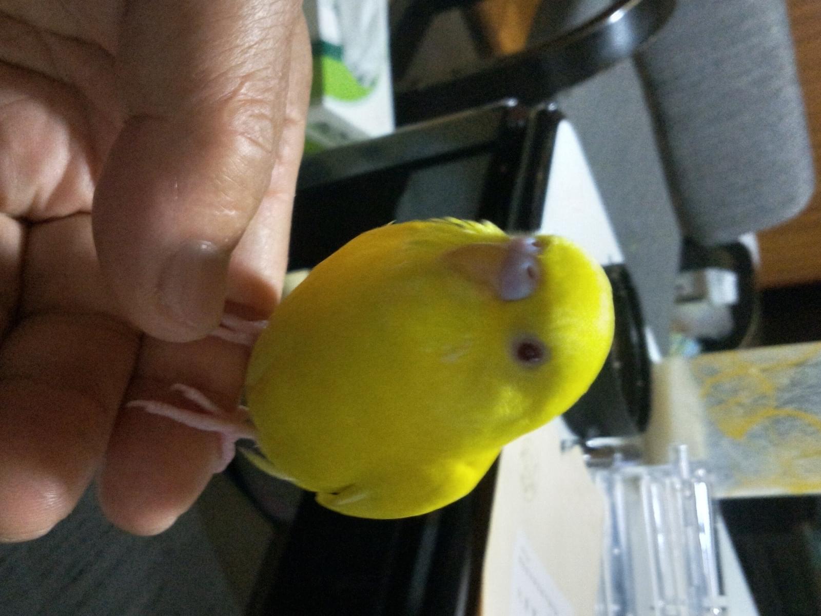 キーちゃん キーちゃん