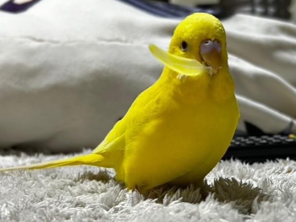 うにちゃん うにちゃん