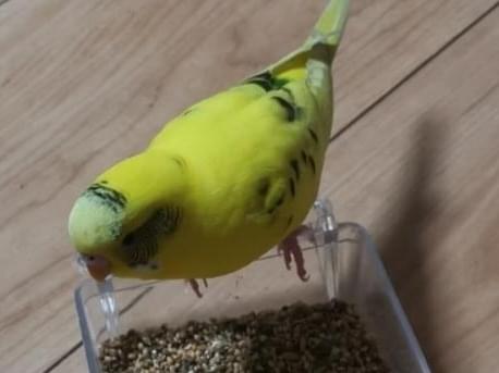 ビカチュちゃん ビカチュちゃん