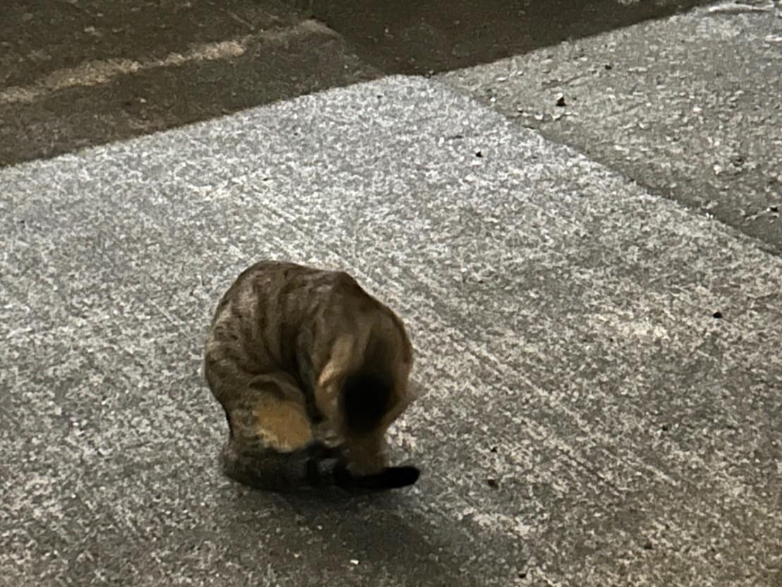 目撃された猫 目撃された猫