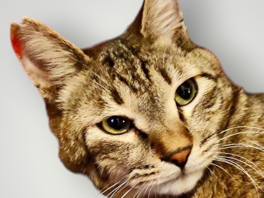 保護された猫