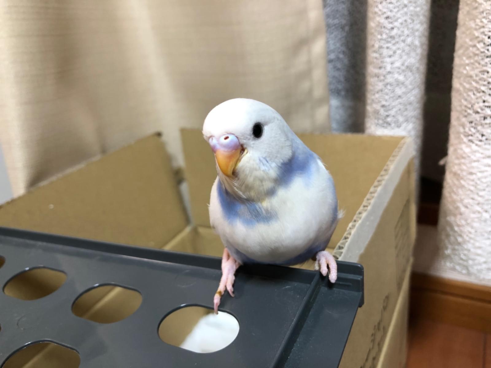 フジちゃん フジちゃん