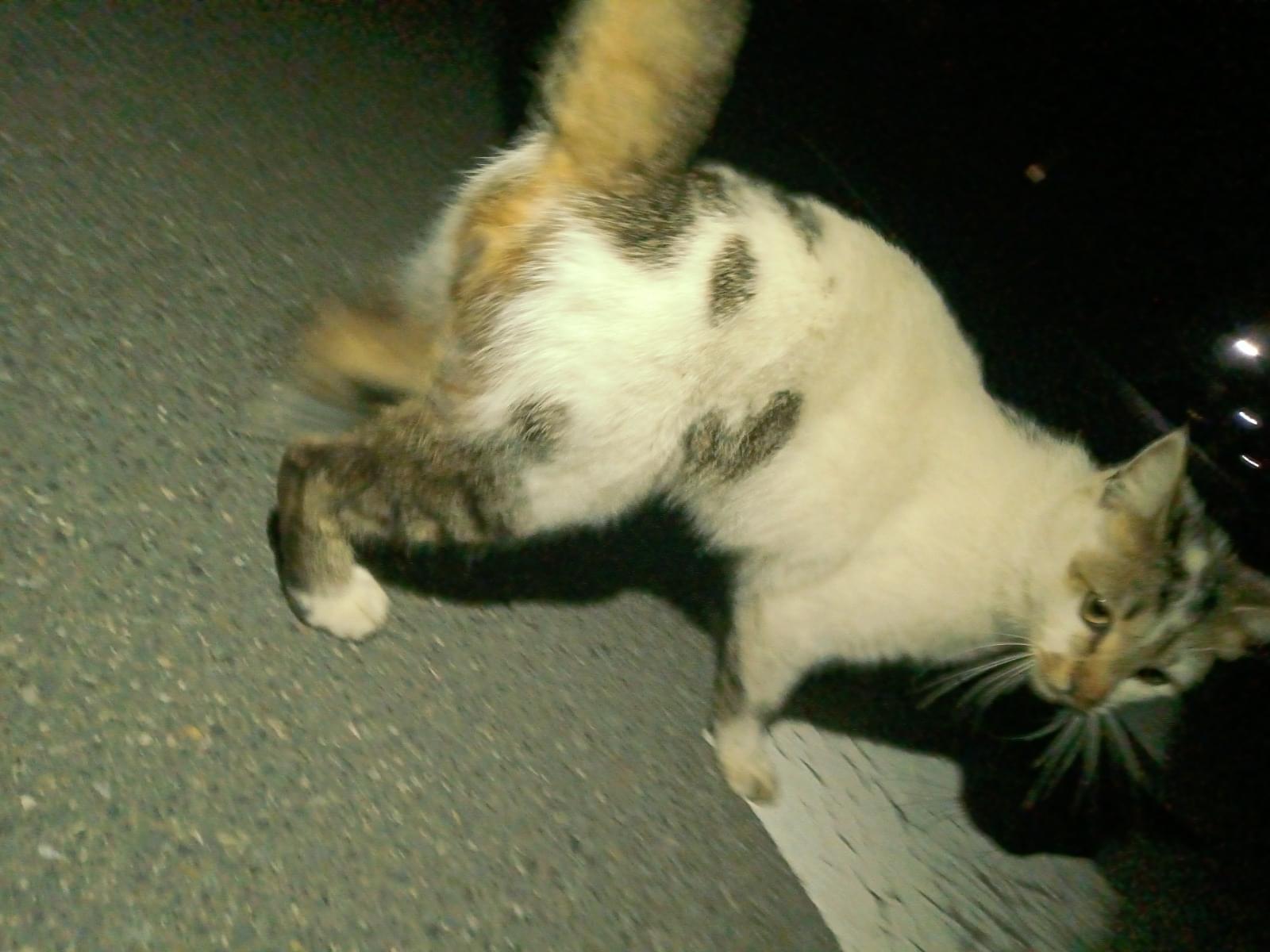 目撃された猫 目撃された猫