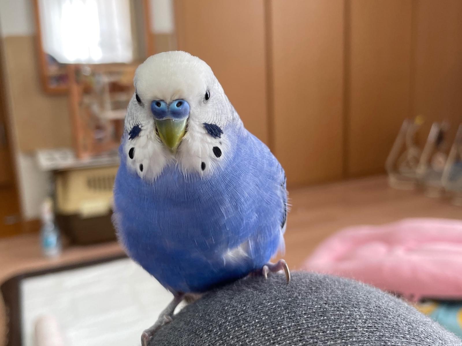 タラちゃん タラちゃん