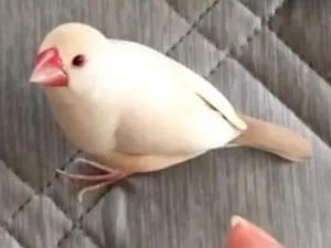 毛並みの良いクリーム文鳥を探しています