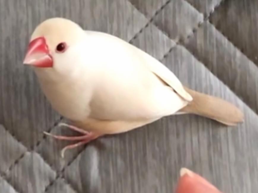 pちゃん pちゃん