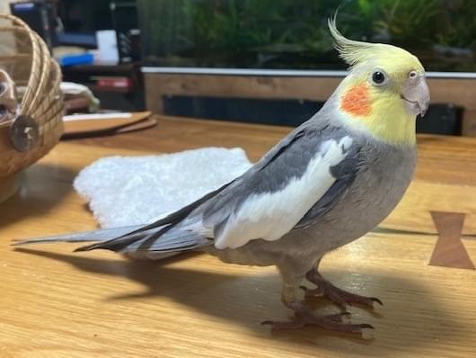 レモンちゃん レモンちゃん