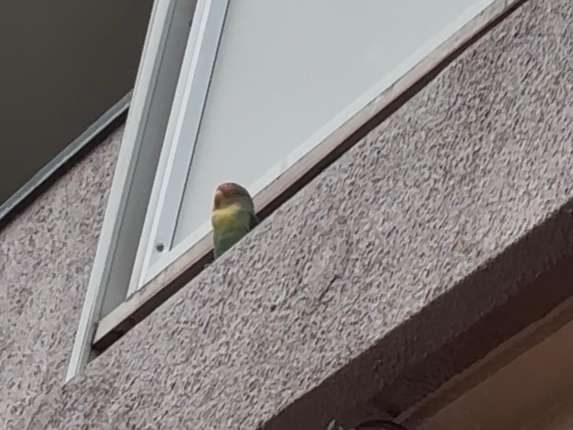 目撃された鳥 目撃された鳥