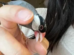 桜文鳥を探しています