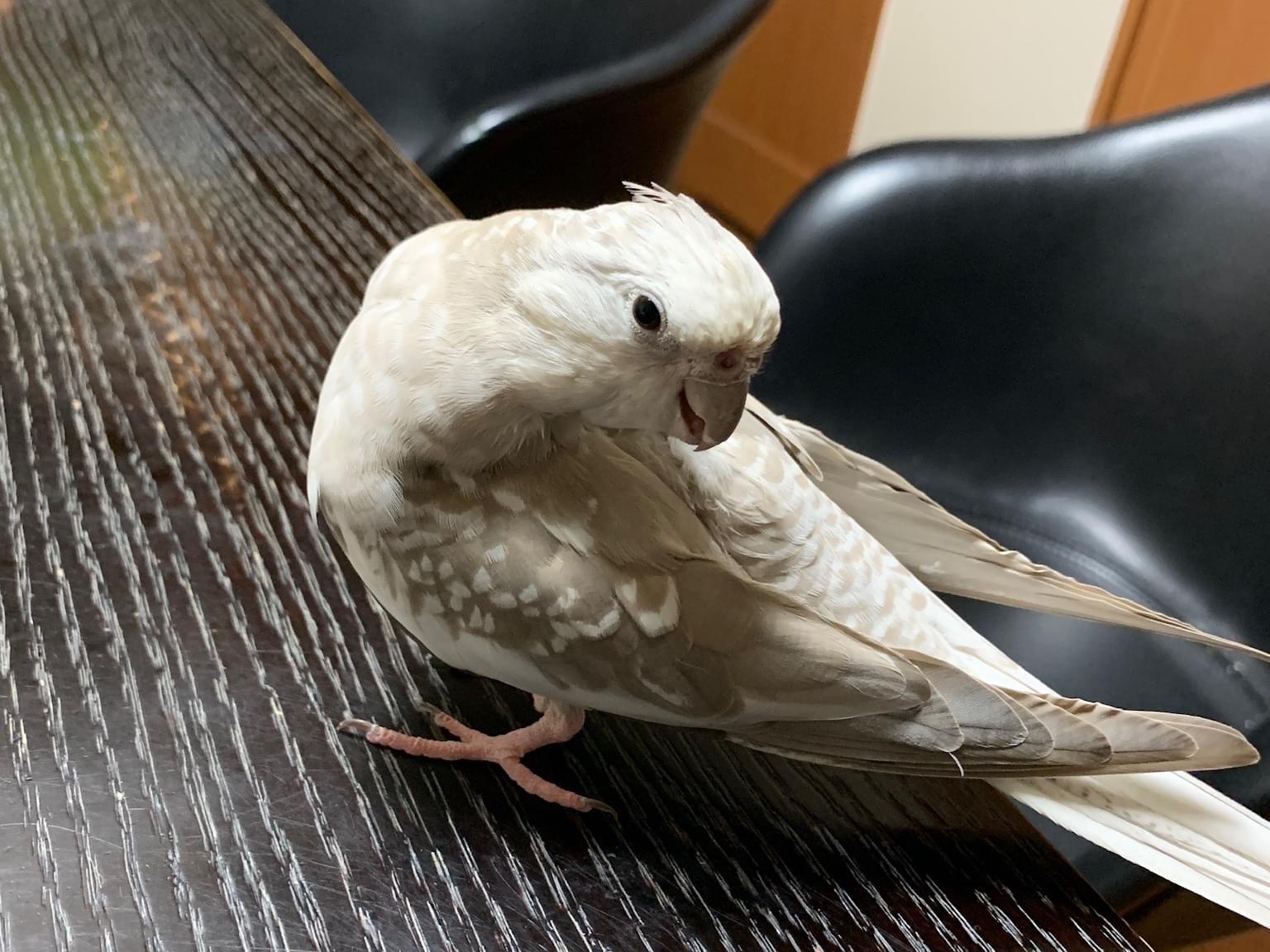 ミカンちゃん ミカンちゃん