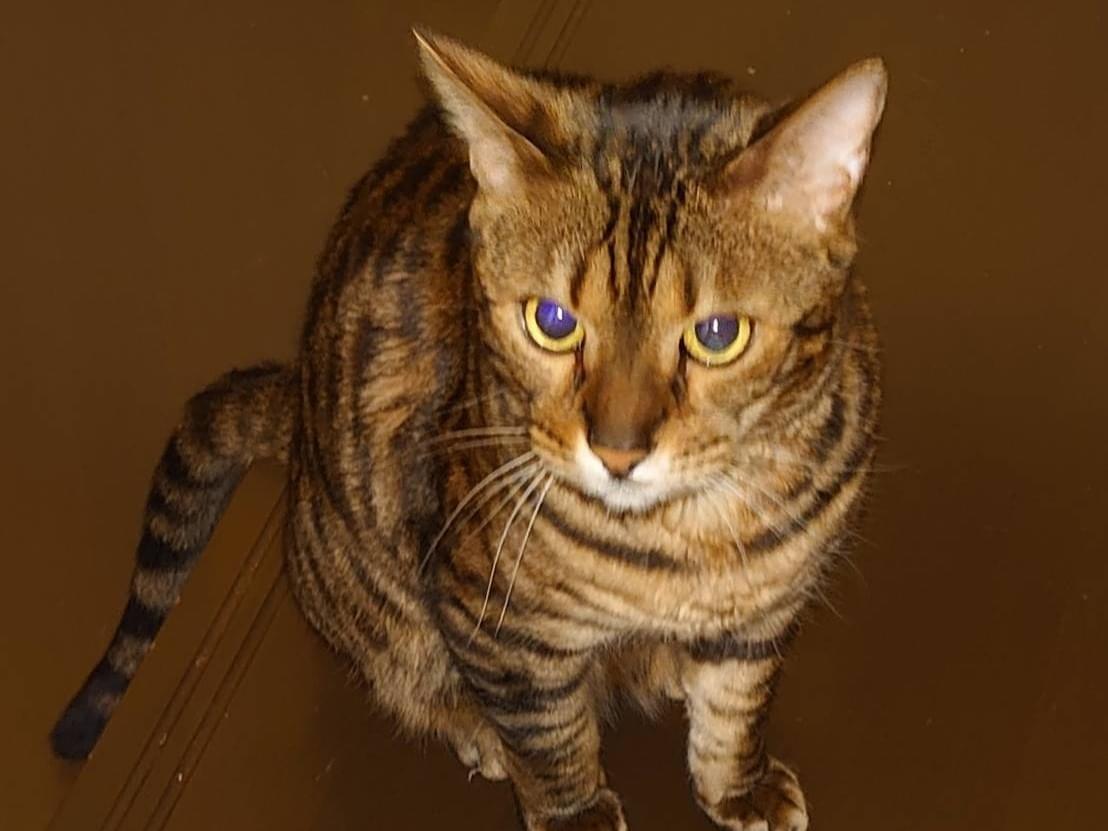 とらじろうちゃん