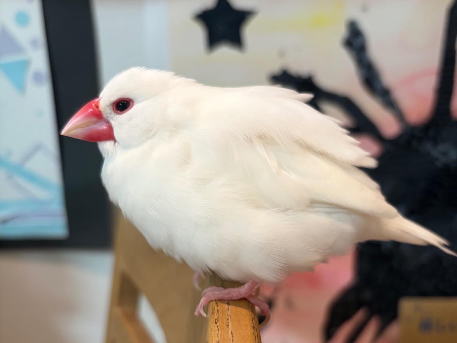 ミルクちゃん