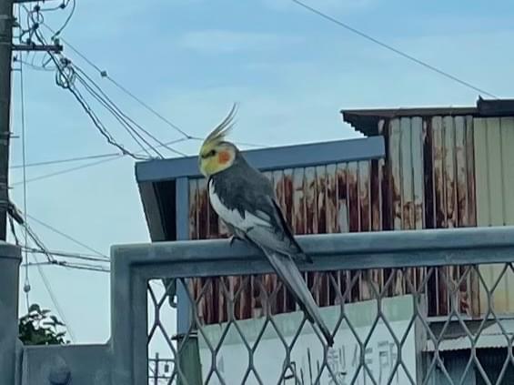 目撃された鳥 目撃された鳥