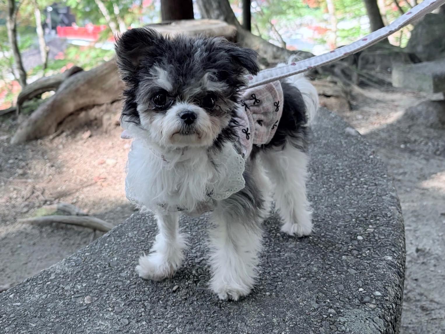 ミニョンちゃん ミニョンちゃん