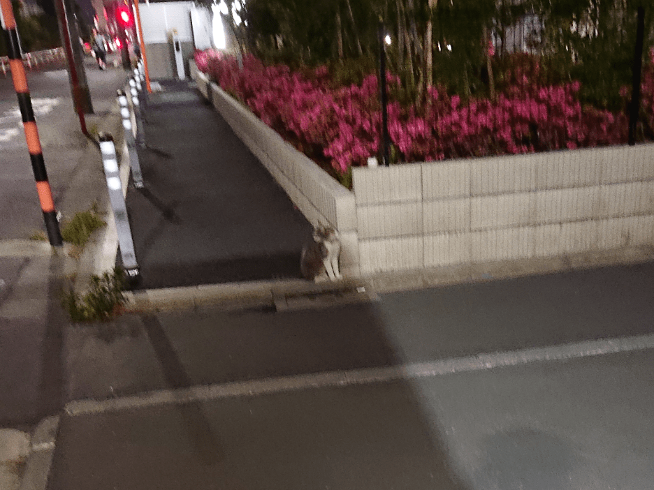 目撃された猫 目撃された猫