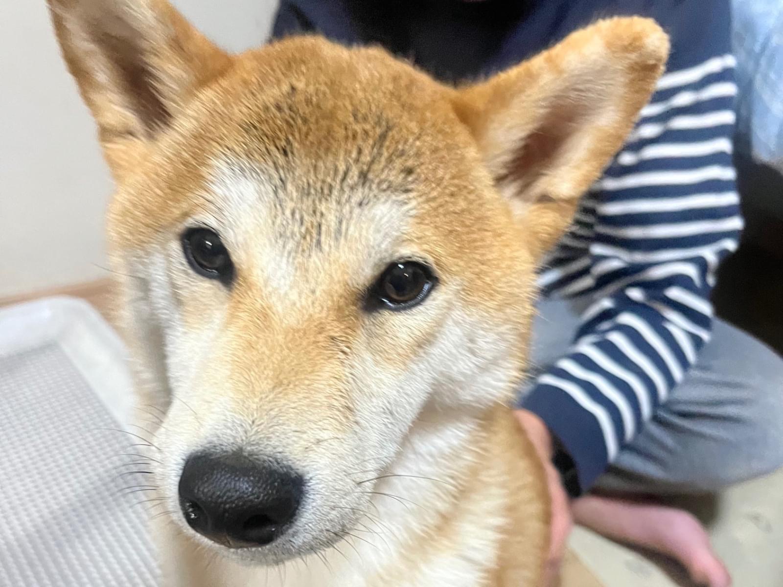保護された犬 保護された犬