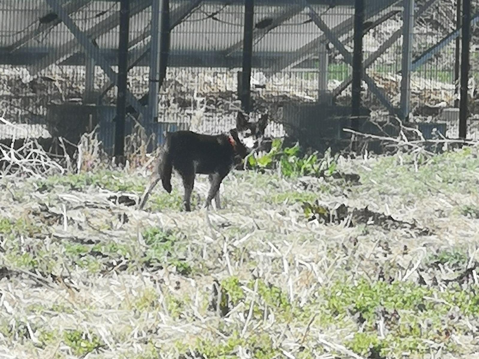 目撃された犬 目撃された犬