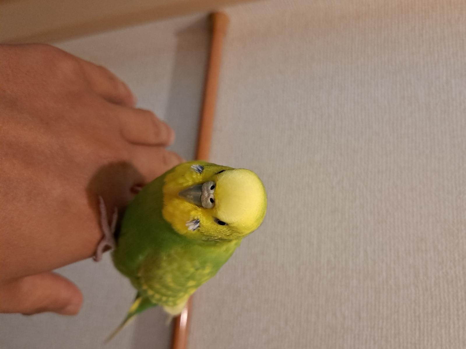 保護された鳥 保護された鳥