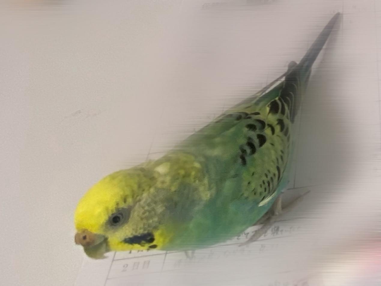 ルーちゃん ルーちゃん