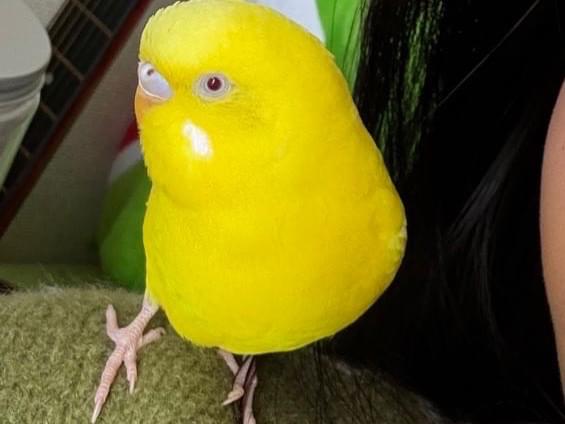 ハチちゃん ハチちゃん