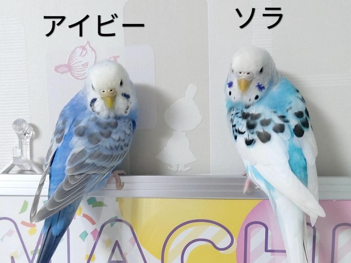 アイビーとソラちゃん アイビーとソラちゃん