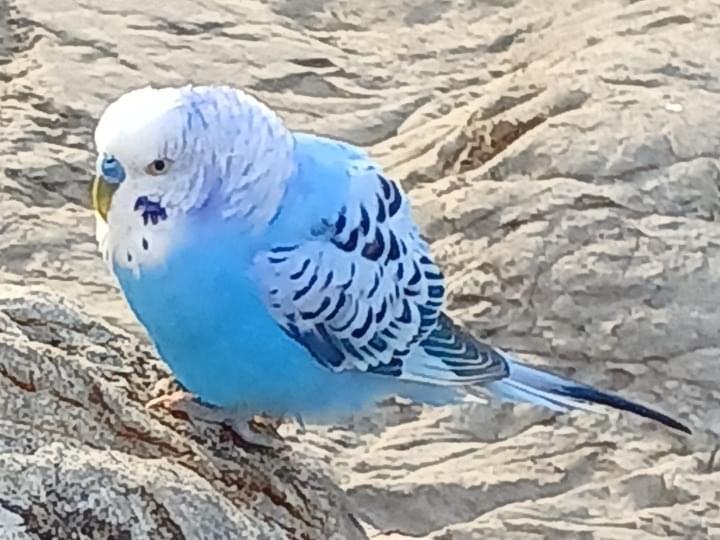 目撃された鳥 目撃された鳥
