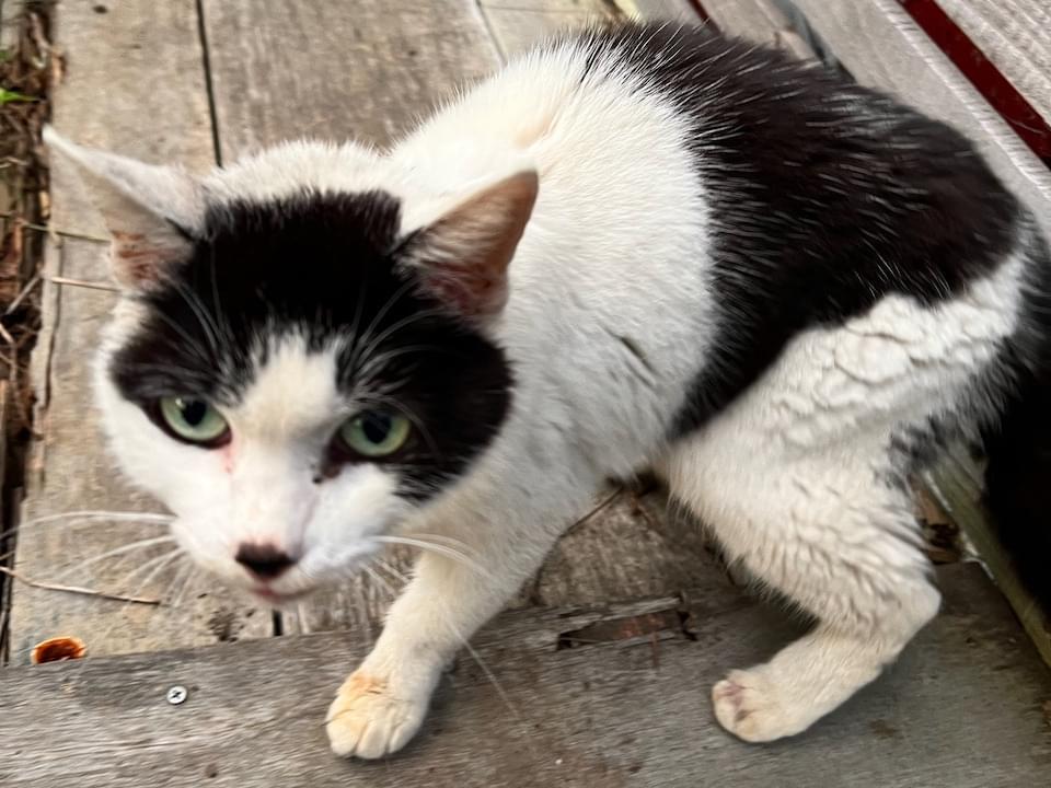 目撃された猫 目撃された猫