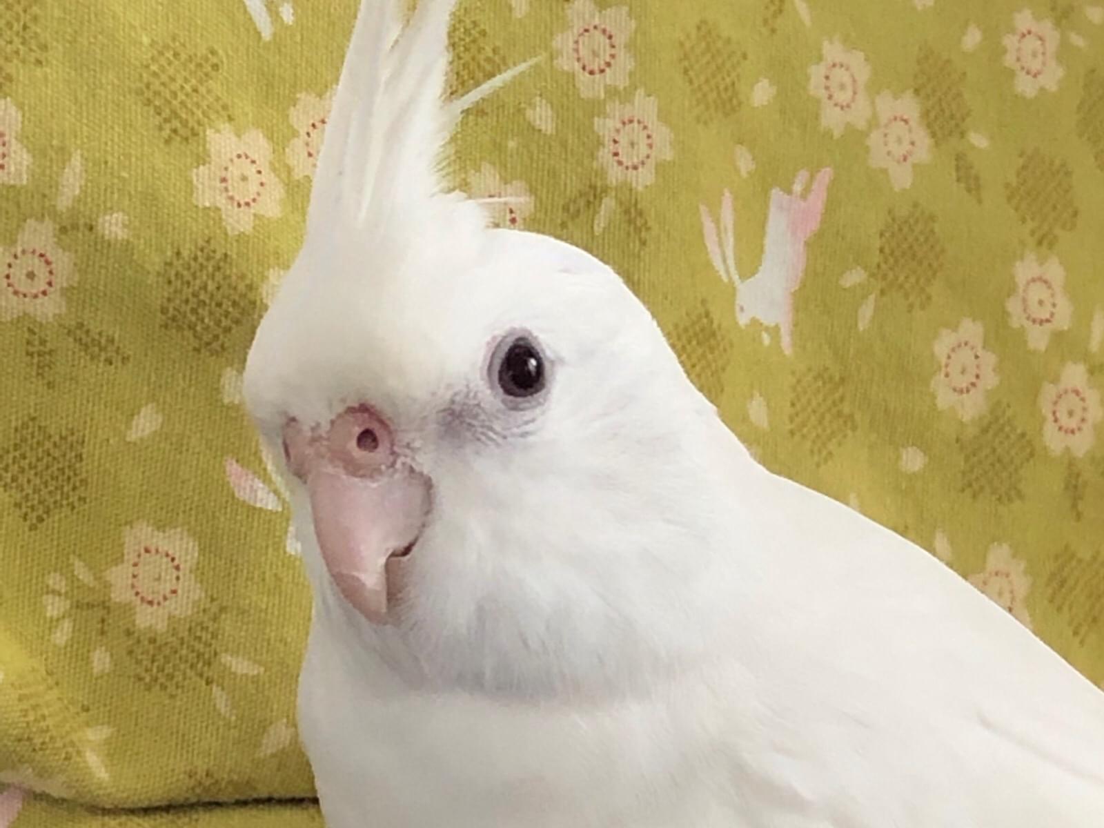 ハクちゃん ハクちゃん