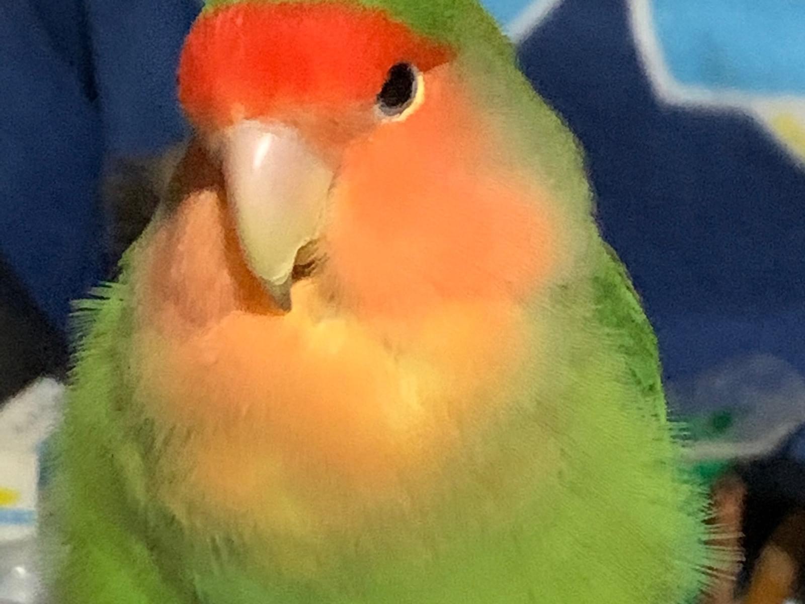 ぴーちゃん ぴーちゃん