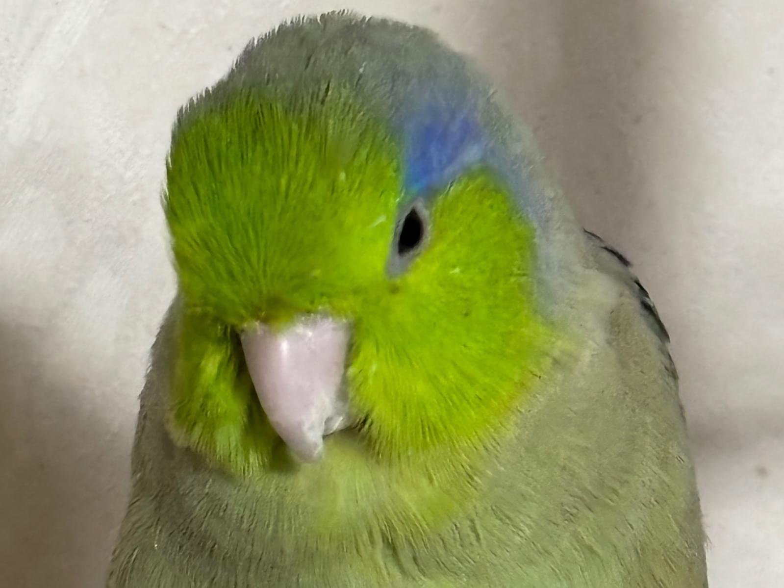 リンちゃん リンちゃん