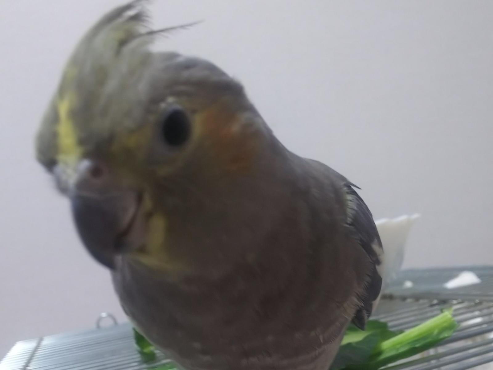 ぐりちゃん ぐりちゃん