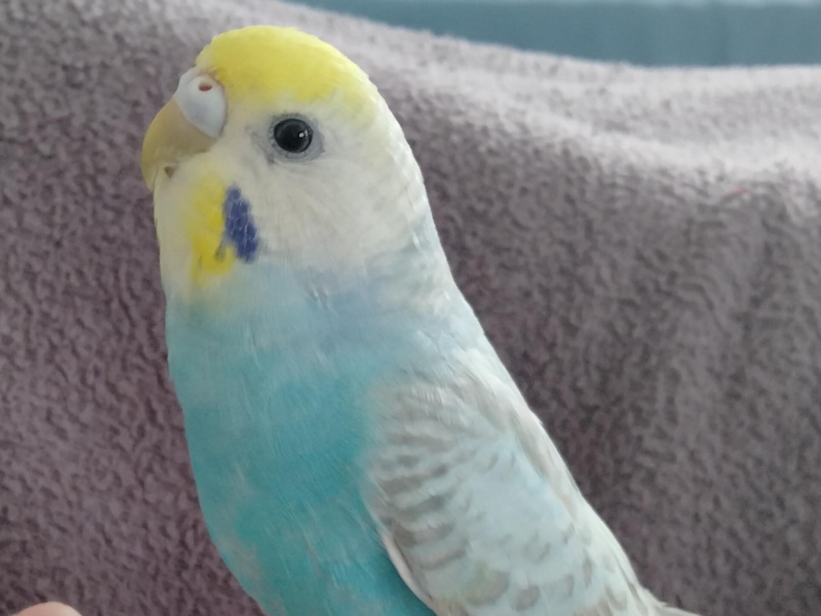 ぴーちゃん ぴーちゃん