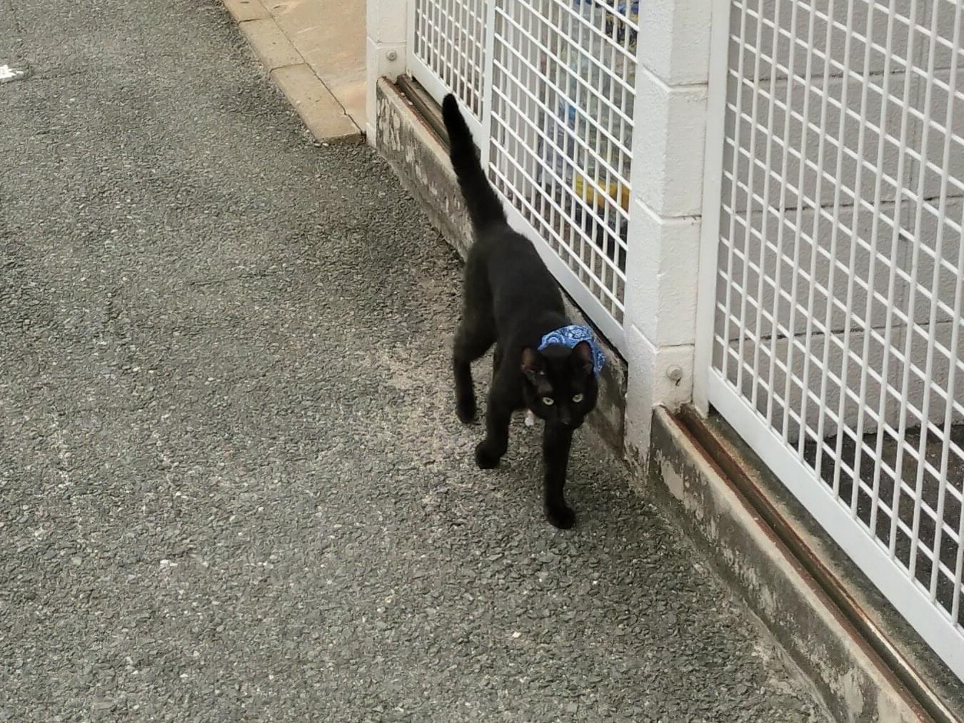 目撃された猫 目撃された猫