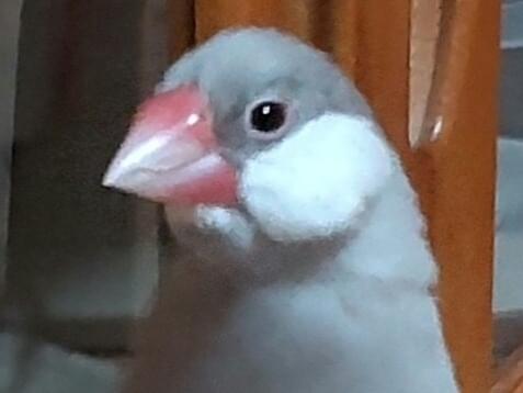きなこちゃん きなこちゃん