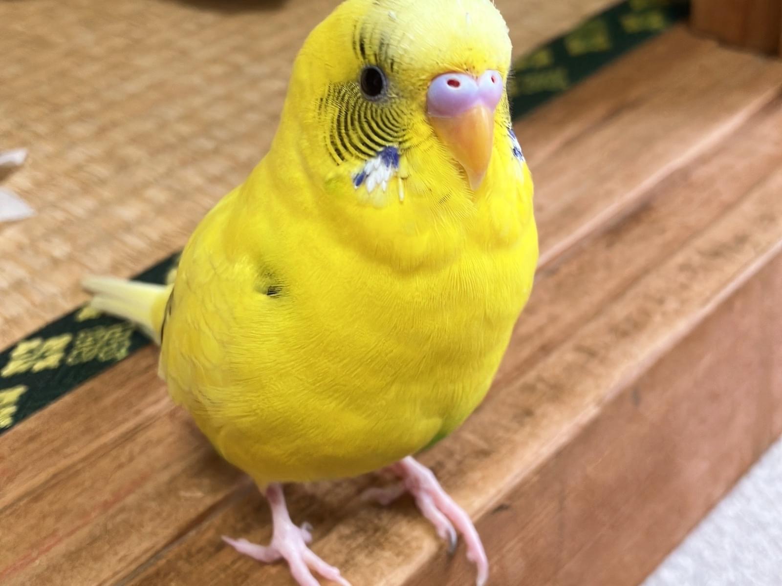 げんちゃん