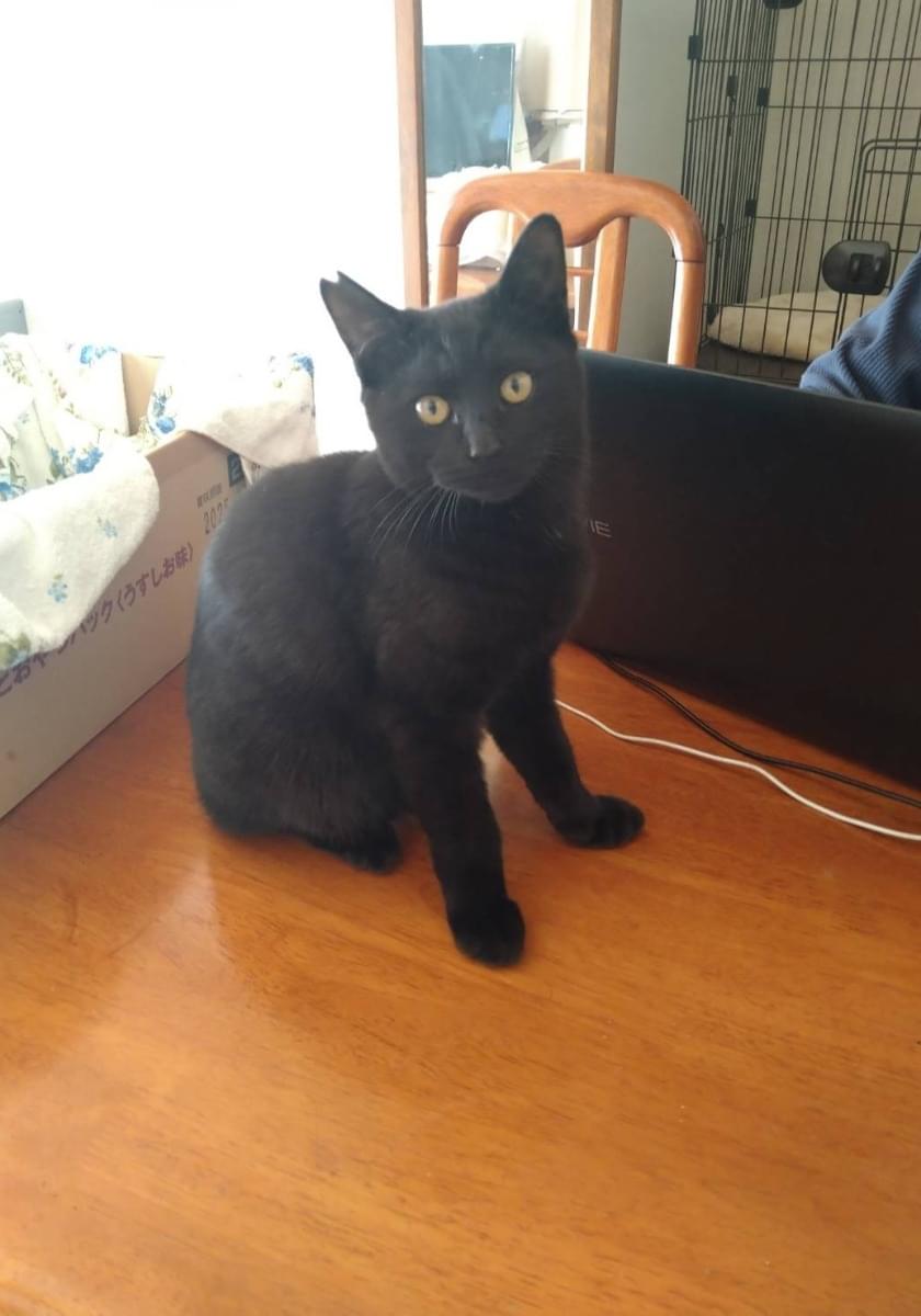 超ポイントアップ祭 右耳さくらカットの黒猫です トートバッグ