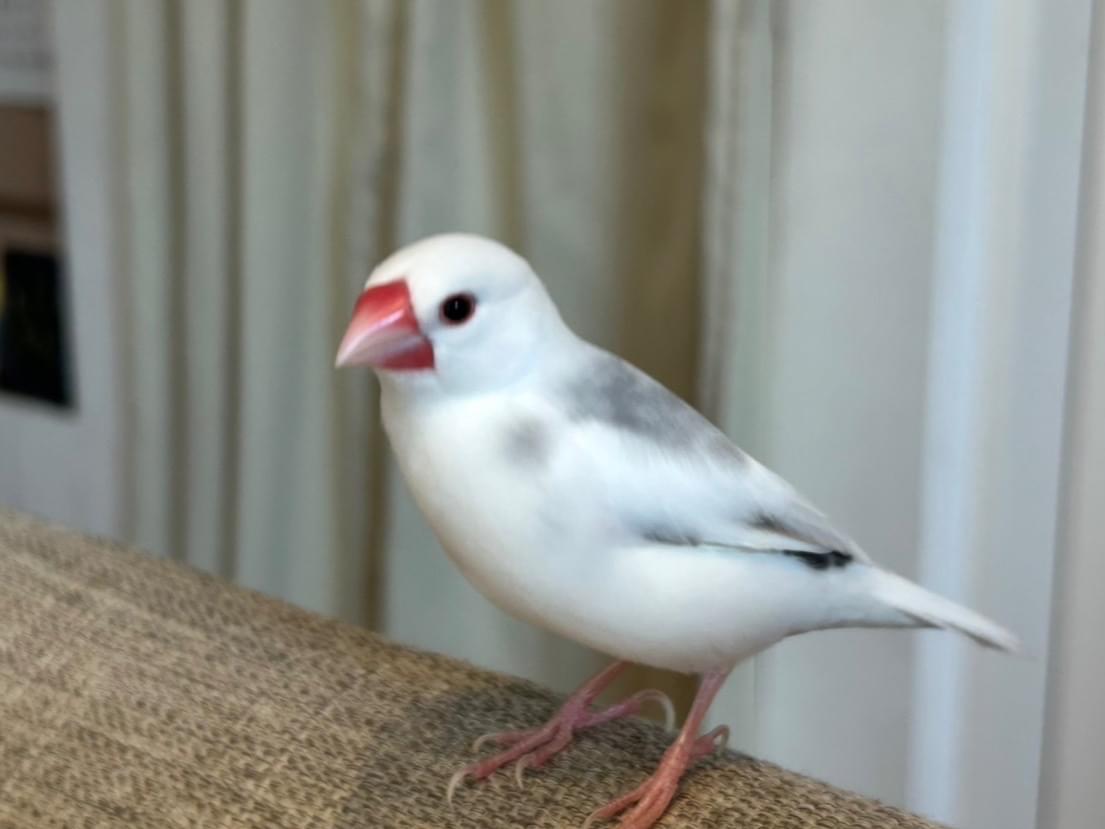 ももちゃん ももちゃん