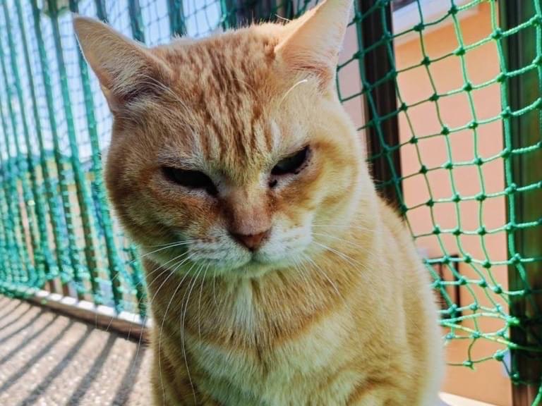 れもんちゃん れもんちゃん