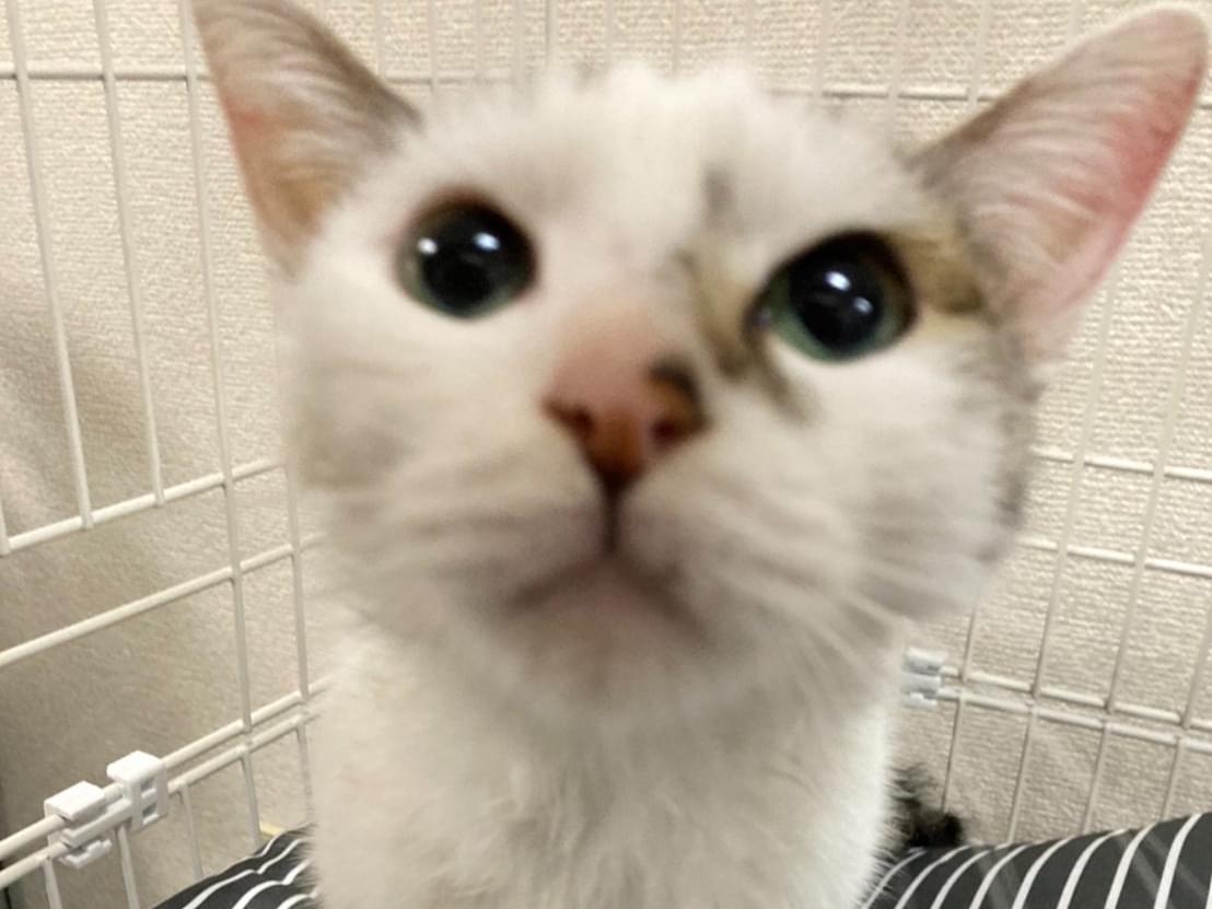 保護された猫 保護された猫