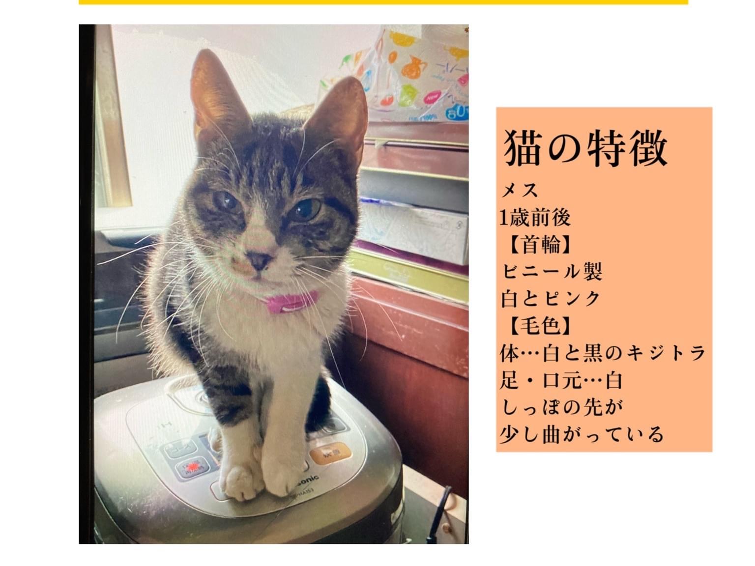 保護された猫 保護された猫