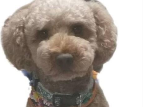 迷子になった犬 迷子になった犬