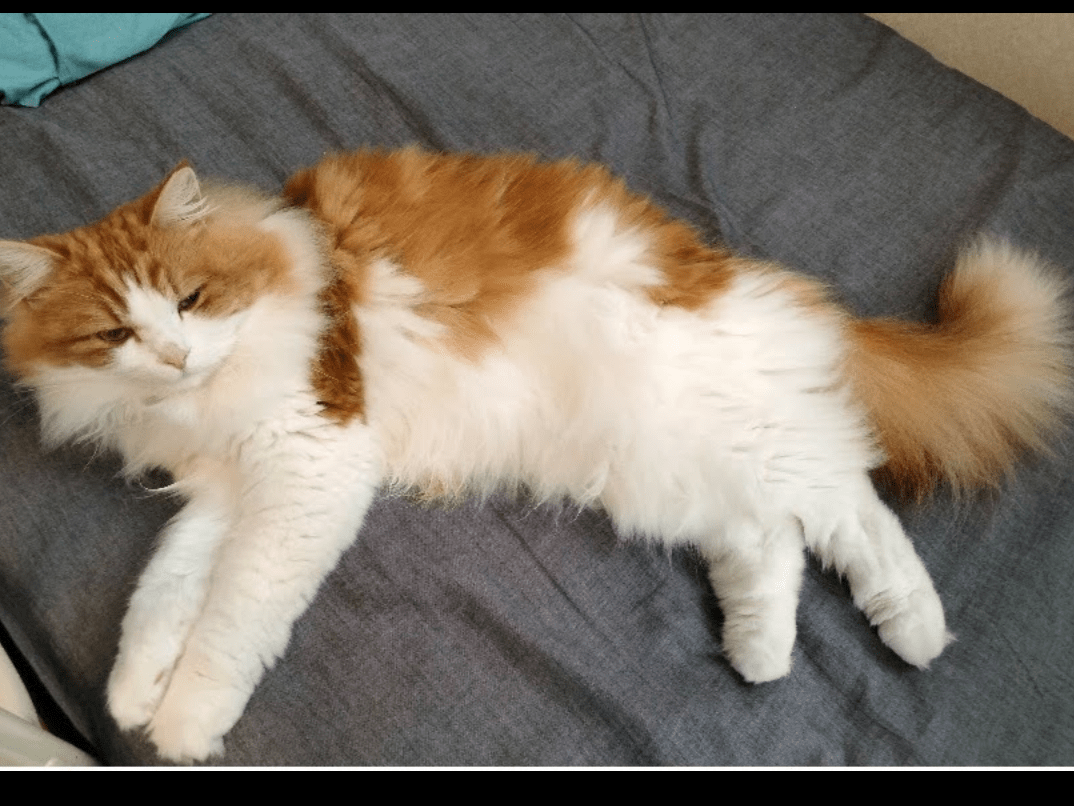 ネルちゃん ネルちゃん