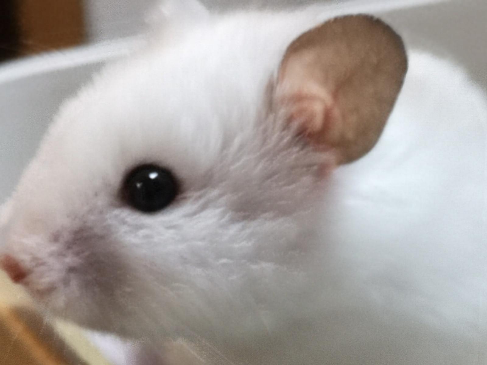 保護されたペット