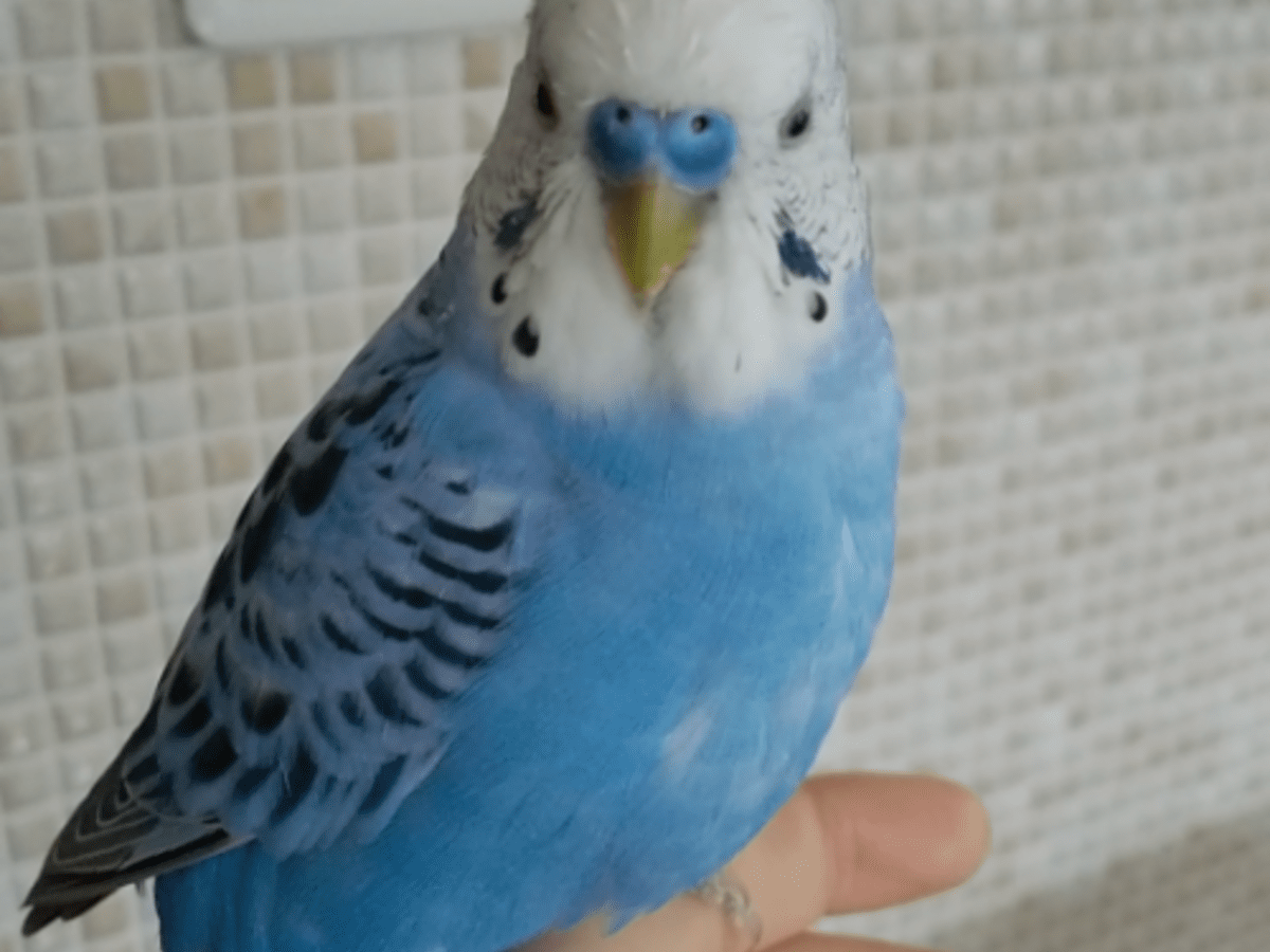 ぴよこちゃん ぴよこちゃん