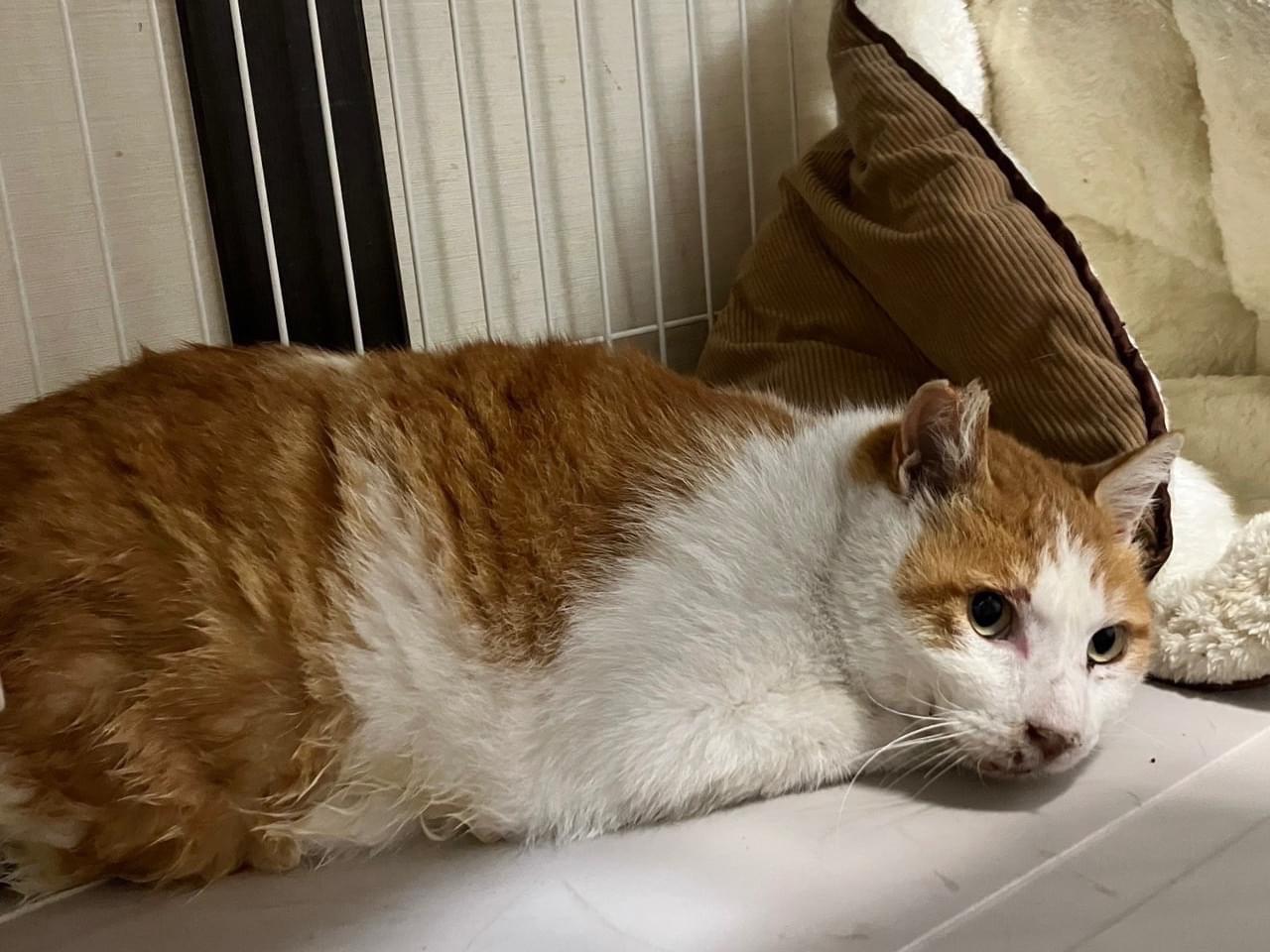 保護された猫 保護された猫