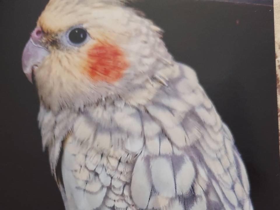 ここねちゃん ここねちゃん