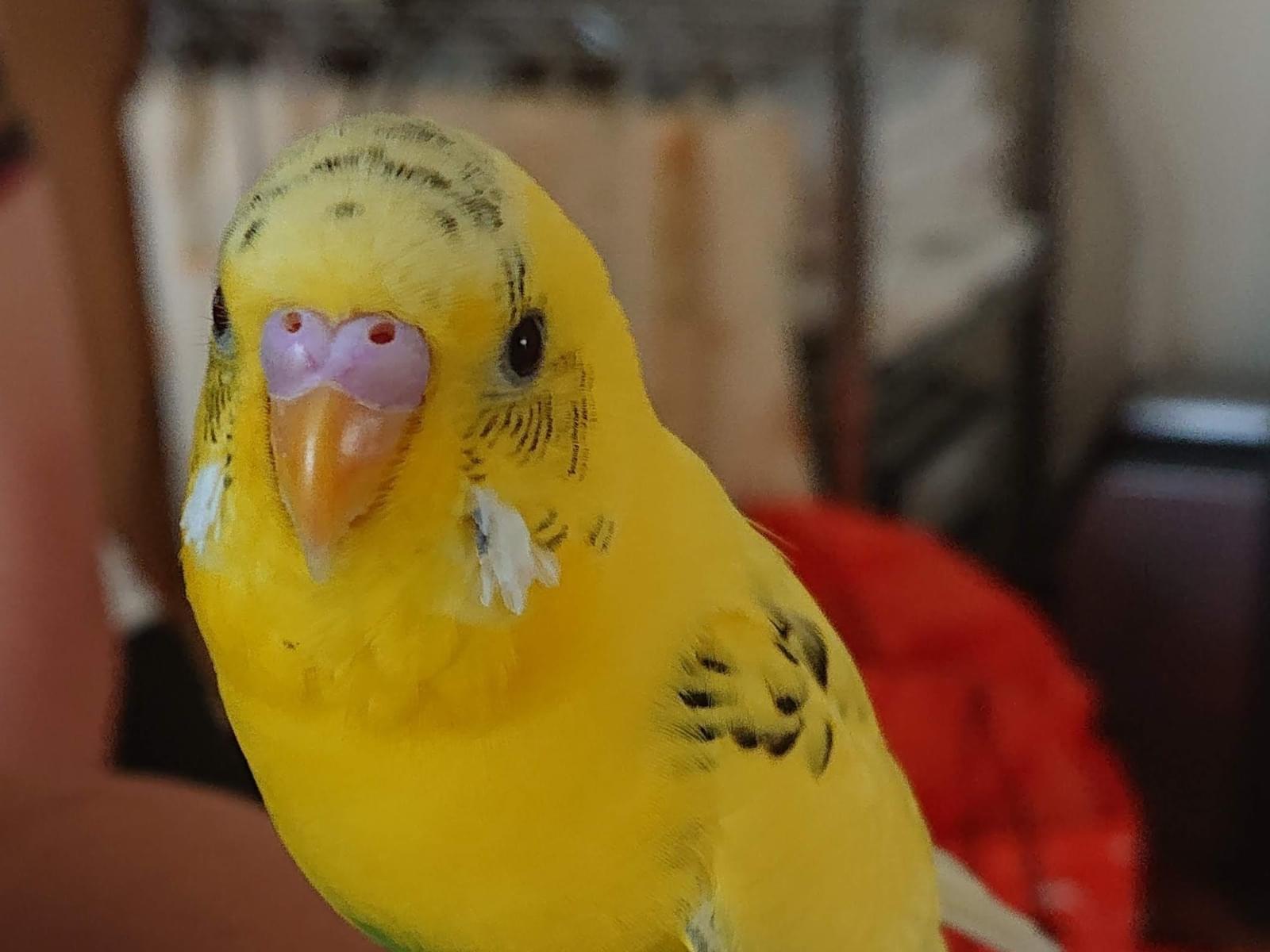 ちょびちゃん